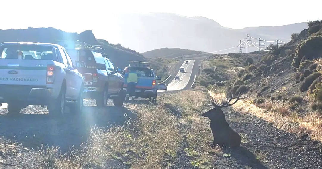 CHOCÓ CON UN CIERVO EN LA RUTA 40 A POCOS KILÓMETROS DE VILLA LA ANGOSTURA.