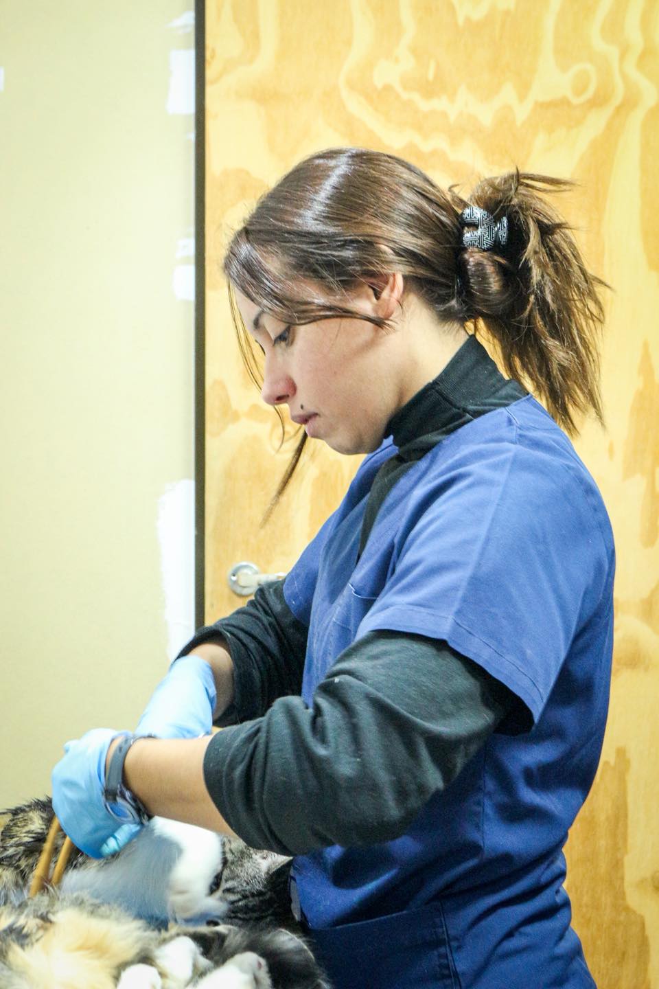 Centro de Zoonosis MLH
